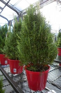 Rosemary plant