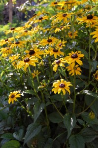 Perennial black eye susan