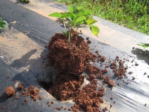 Freshly dug plant showing roots
