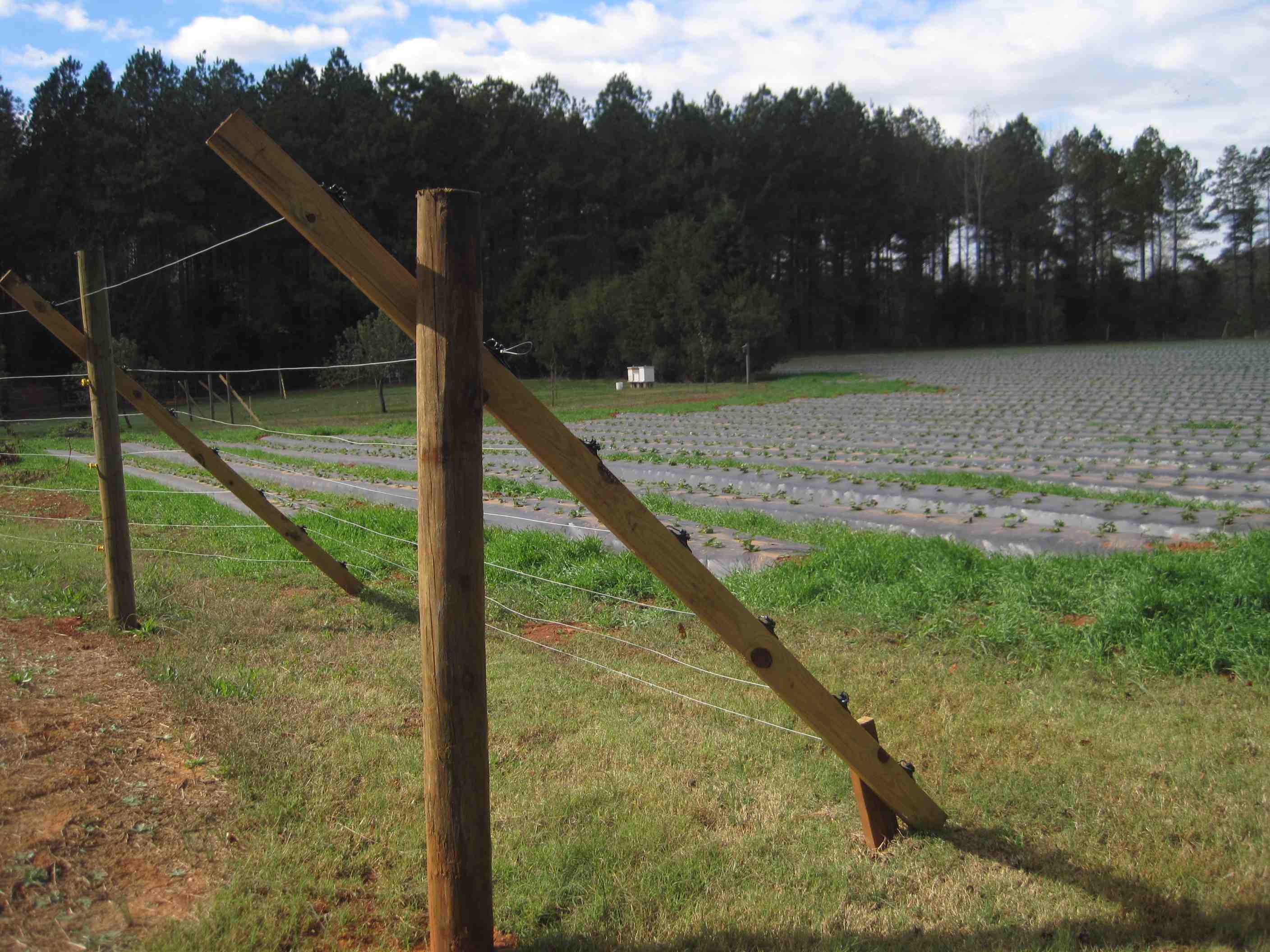 Scouting Your Field in November (11.7.12) | NC State Extension