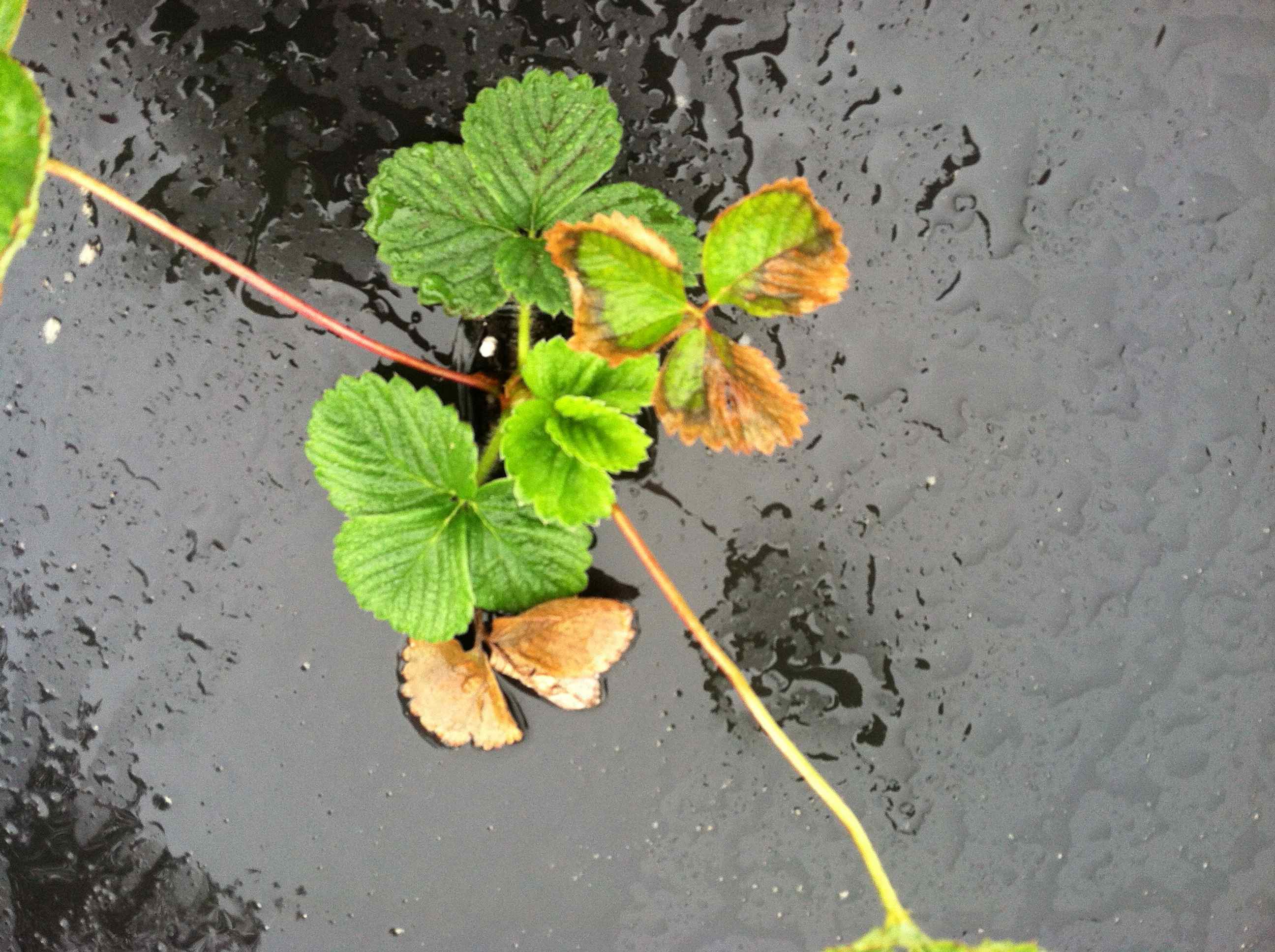 Powder Dry Soils and Salt Injured Plants Seen in Sandhills (11.16.12