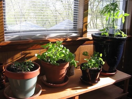 Container Gardening Indoors Container Gardening Indoors