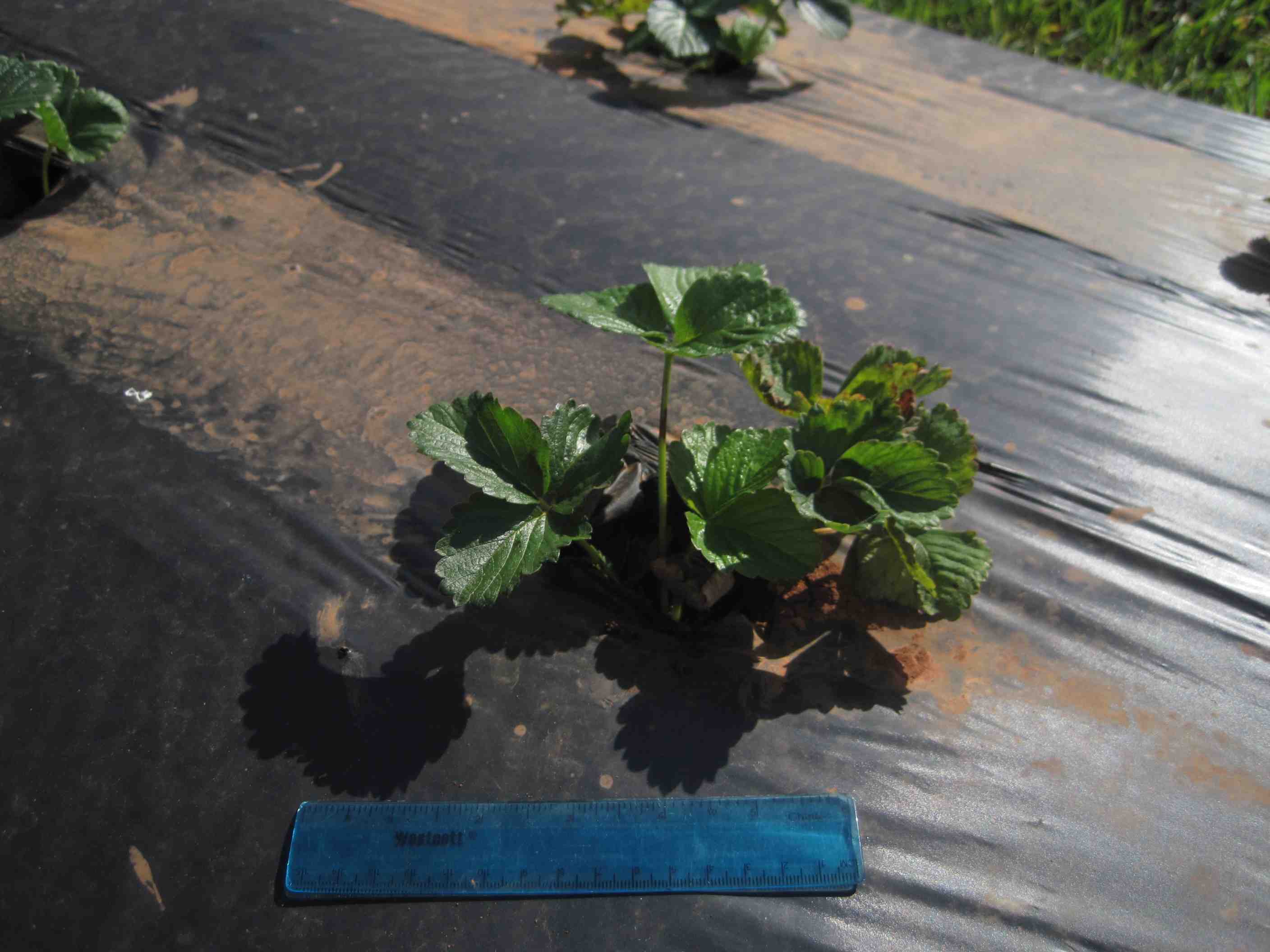 Strawberry Roots Are Very Sensitive to Dryness and Salinity (11.5.12