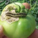 The tomato fruitworm is one of the most damaging insect pests to the tomato fruit.