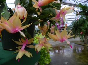 Christmas cactus blossoms