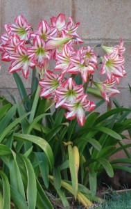 Amaryllis in flower.