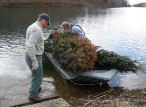 Christmas trees being loaded into a boat. 