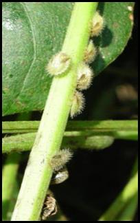 Kudzu bug nymphs