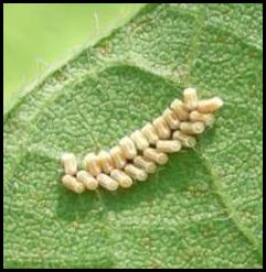 Kudzu bug egg masses
