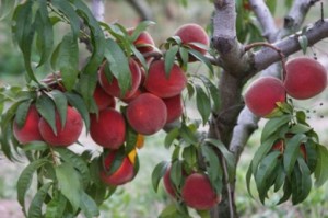 tree-ripe-peaches-051
