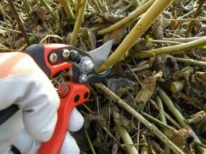 Cutting back perennials