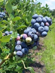 Blueberry plants.