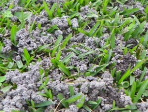 Earthworm castings in turf.