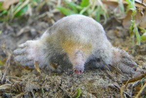Eastern mole