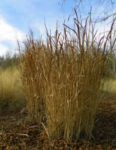 Switchgrass in winter