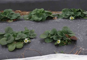 Strawberry Plants