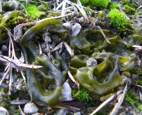 Star jelly is a type of algae sometimes found where the soil is very compacted.