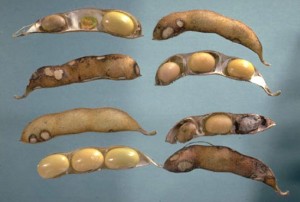 Internal pod injury BLBinternalpodinjury