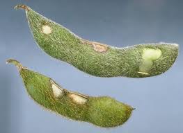 Bean Leaf Beetle pod feeding damage BLBpodfeeding