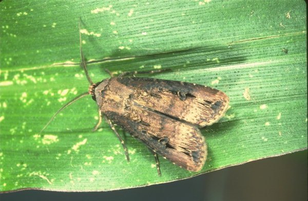 Black Cutworm Adult