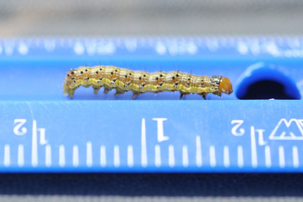 Corn Earworm (Soybean Podworm) NC State Extension