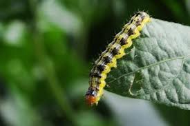 corn earworm