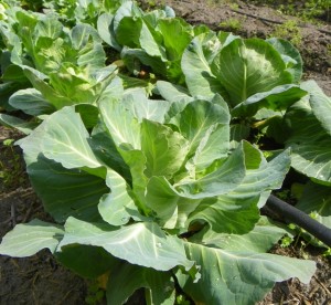 Cabbage plants