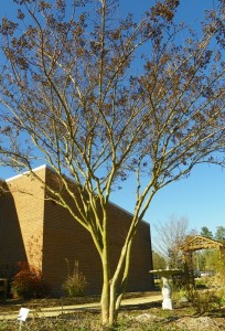 Correctly pruned crape myrtle