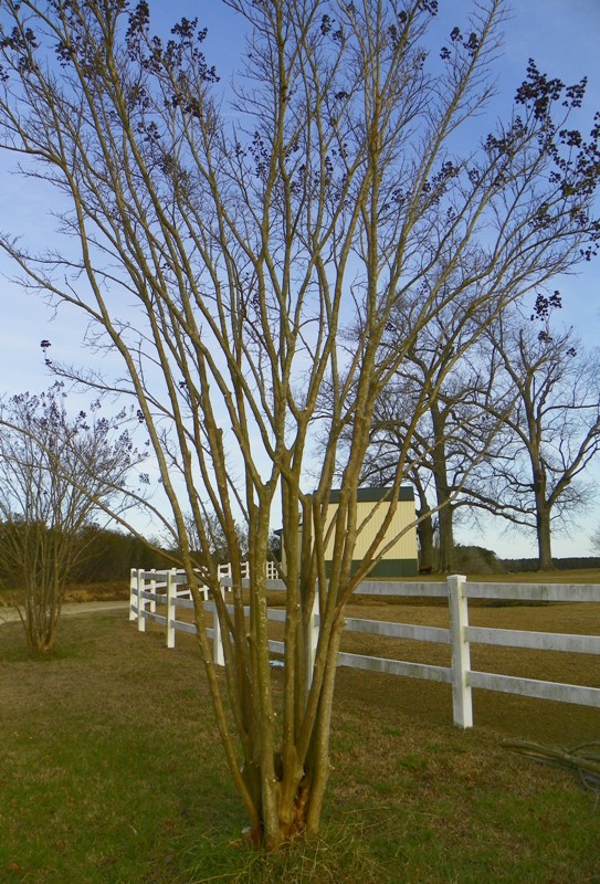 https://www.ces.ncsu.edu/wp-content/uploads/2013/02/CrapePruningAfterV.jpg