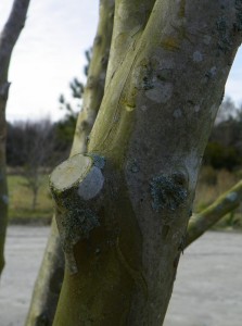 Branch collar