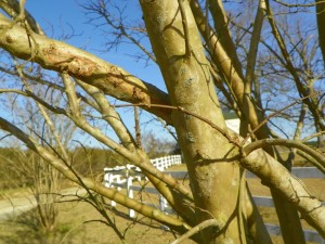 Crossing branch