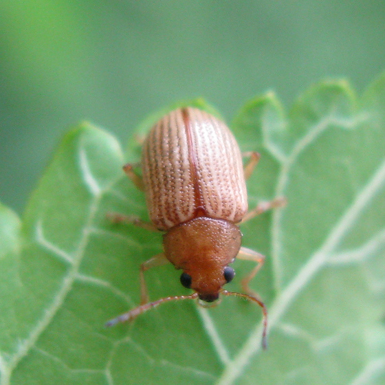 Grape Colaspis Adult