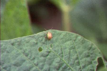 Grape colaspis on soybean GrapeColaspisSmall
