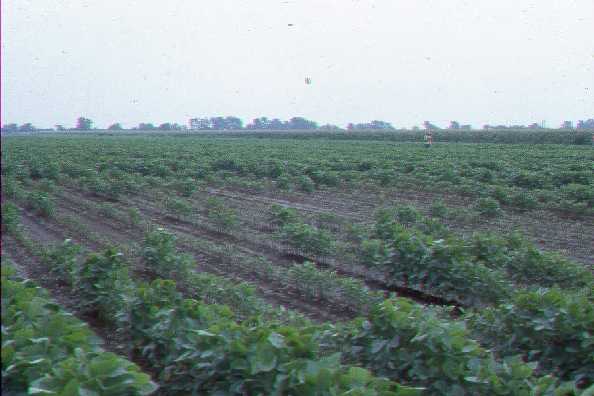 Grape colaspis stand damage GrapeColaspisStandLoss