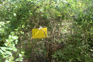 Blueberry maggot trap baited with ammonium bicarbonate. Photo: HJB 2010