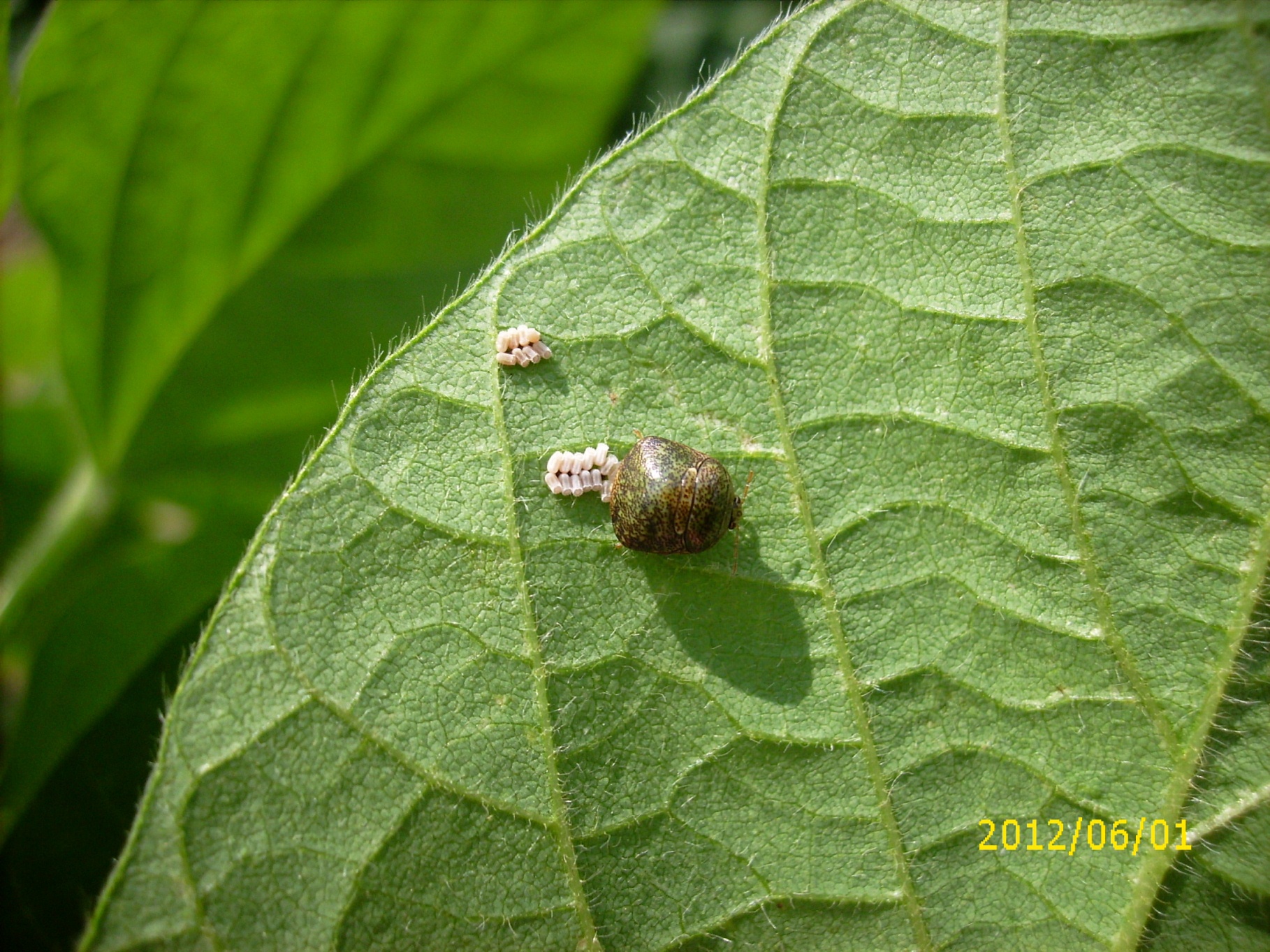 KB AA-EE soybean