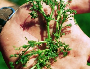 Lawn burweed