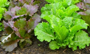 Lettuce plants