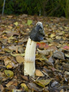 stink horn