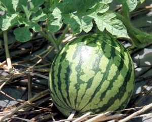 Watermelon plant