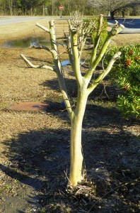 Incorrectly pruned crape myrtle