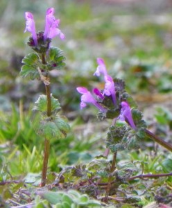 henbit