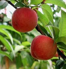 Peaches