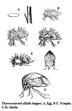 threecornered_alfalfa_hopper