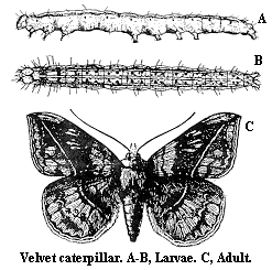 velvetbean_caterpillar