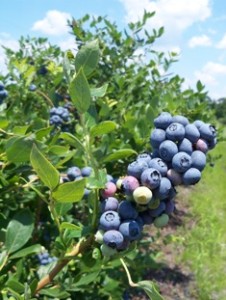 Blueberry fruit