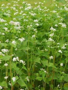 Buckwheat is a fast growing summer cover crop.