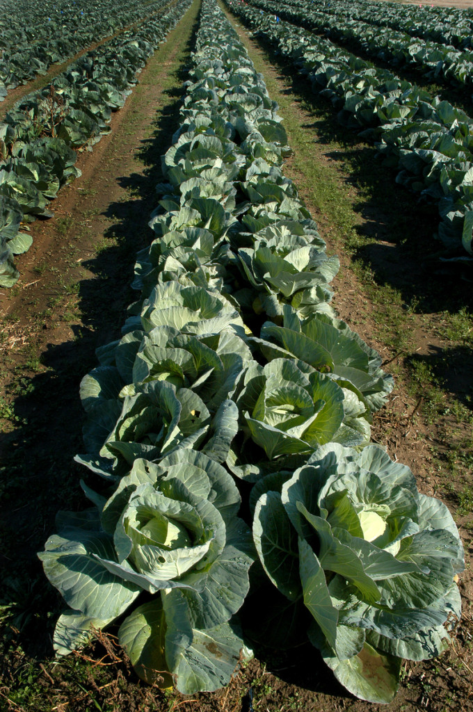 Cabbage Production and Management NC State Extension