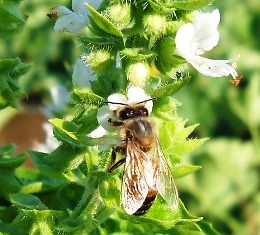 Because they break down quickly, natural insecticides are less likely to impact honeybees and other beneficial insects. 