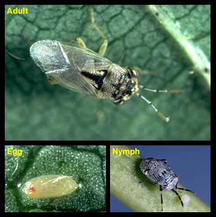 Bigeyed bug adult, nymph and egg. Photo by UC Statewide IPM Project, University of California
